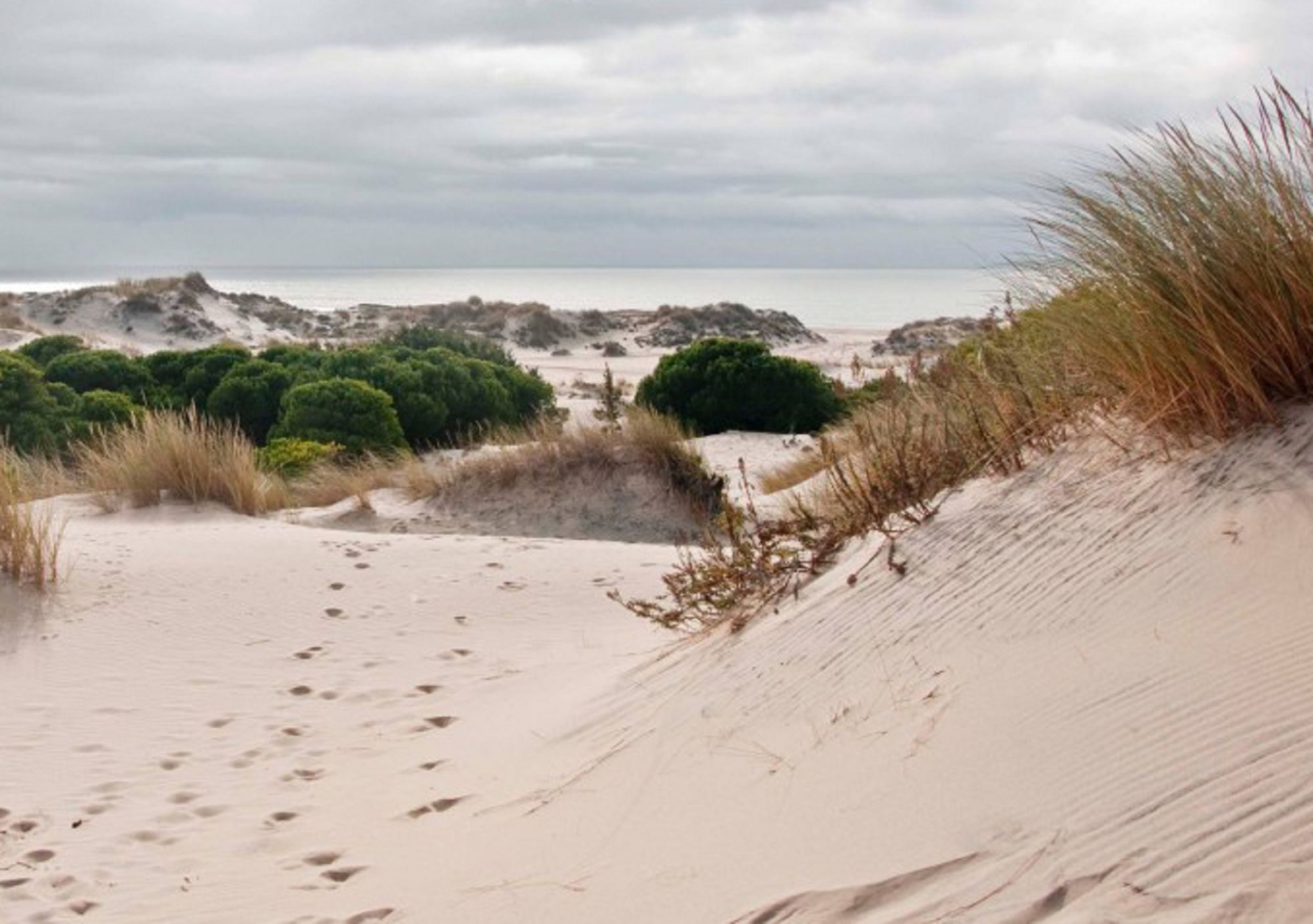 reservar online tours guiados al Parque Nacional de Doñana desde Sevilla